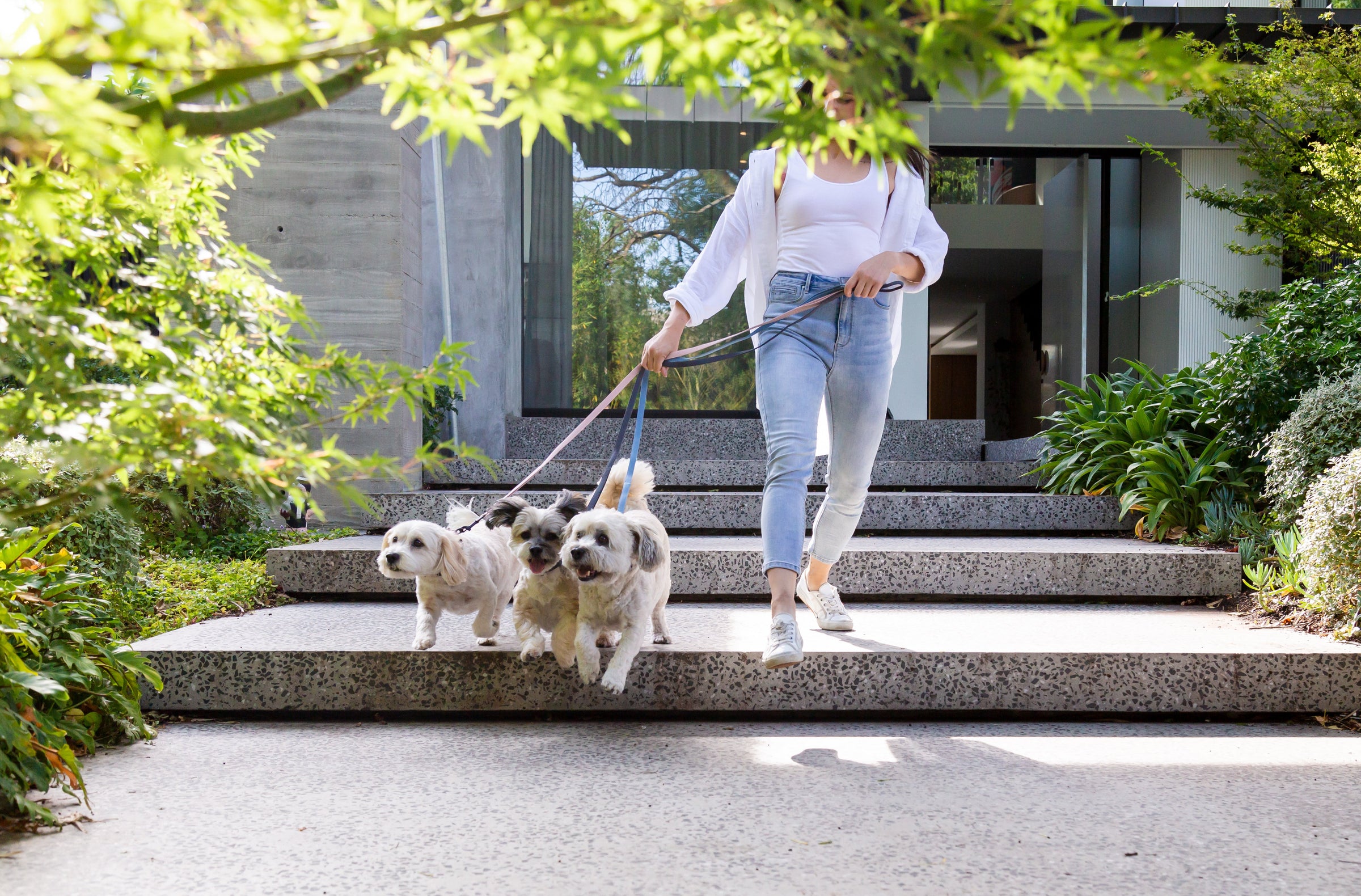 Paseo para perros