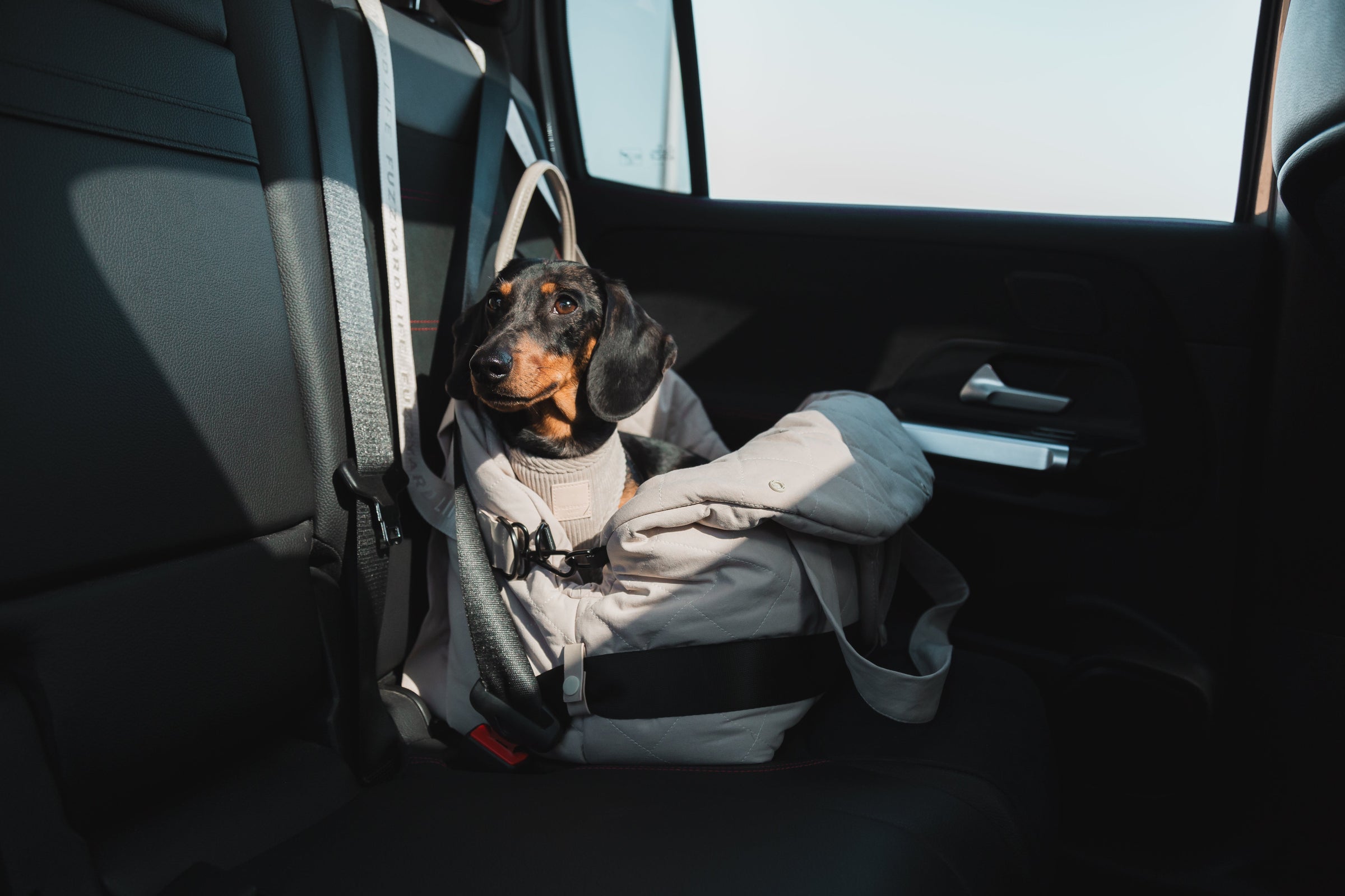 Transporte para perros