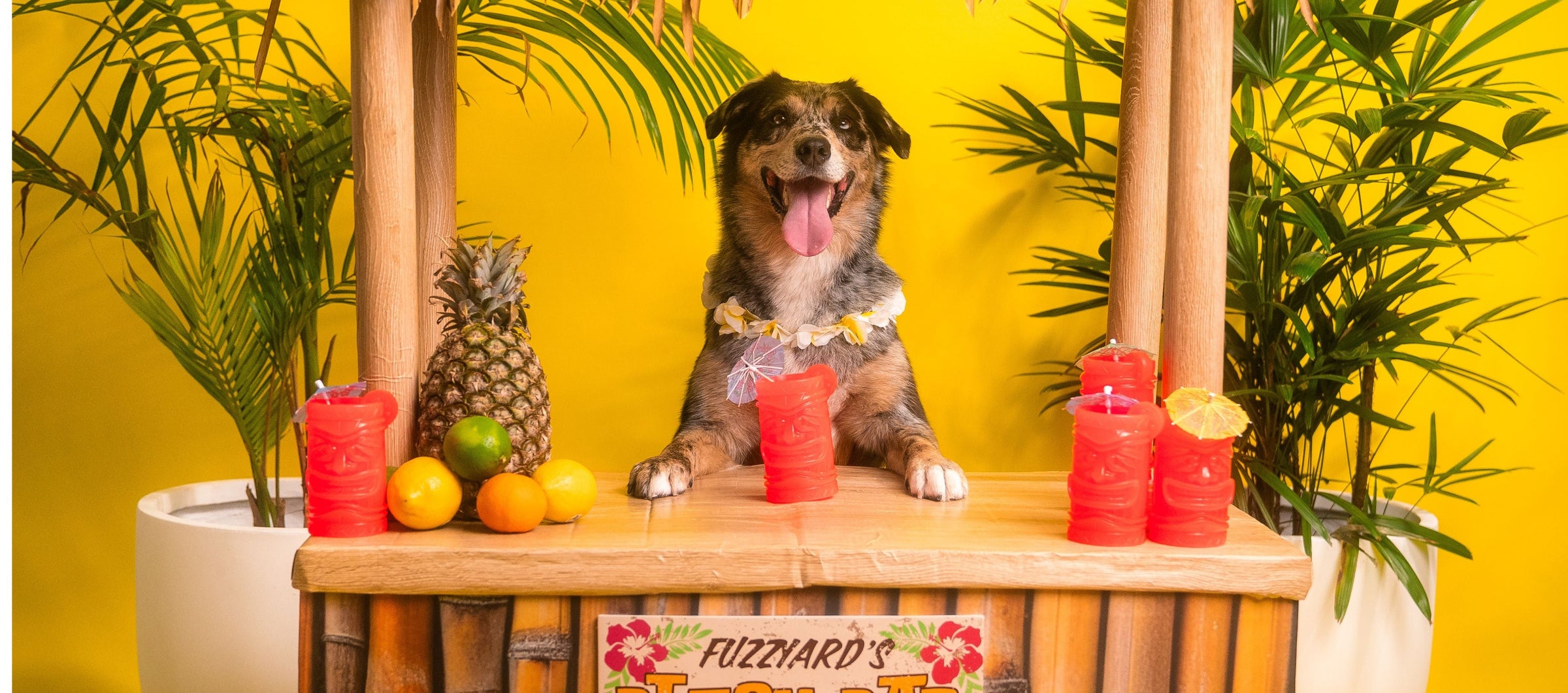 PERRO en un tiki bar con sus juguetes interactivos con forma de mai thai cocktail 