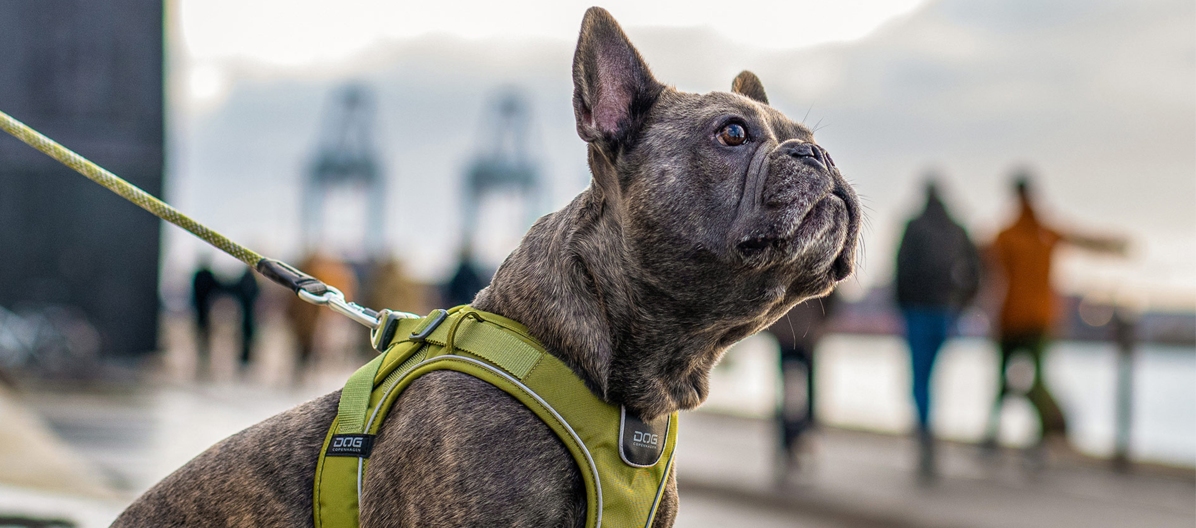 Arneses para perros