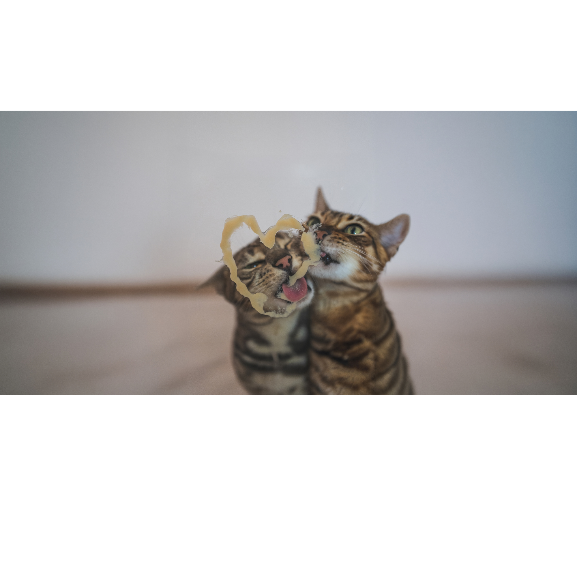 Comida húmeda para gatos