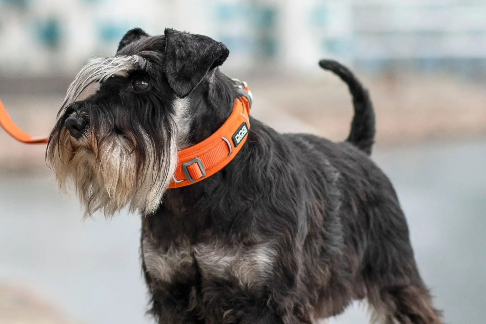 Collares para perros