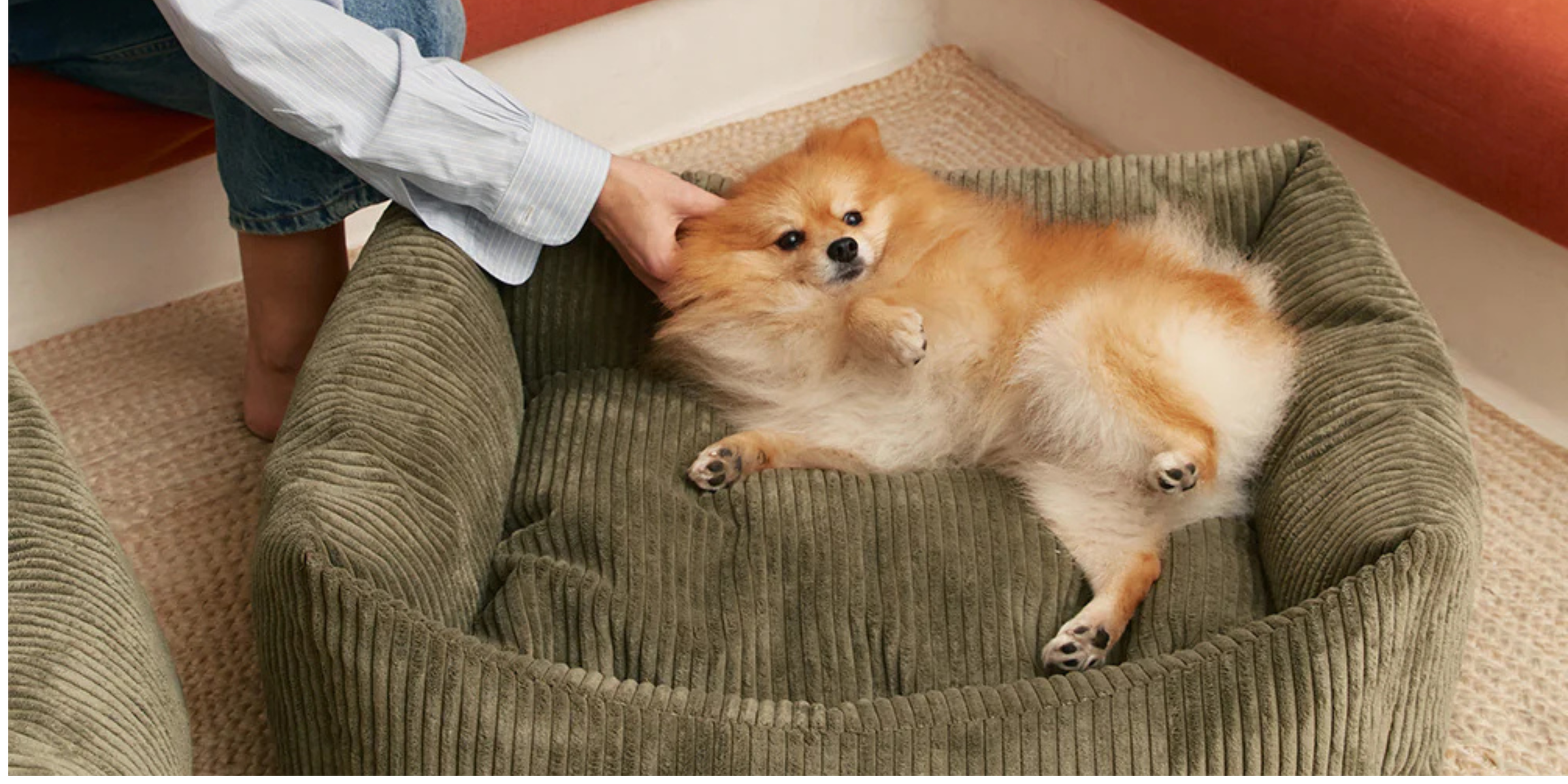 perro pomerania descansando en una cama Cafide