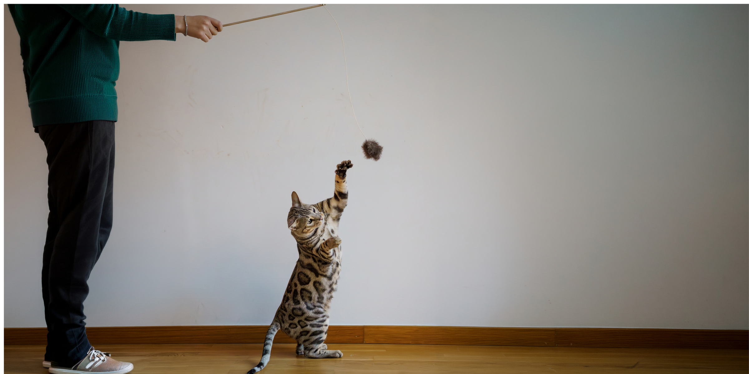 Juguetes para gatos