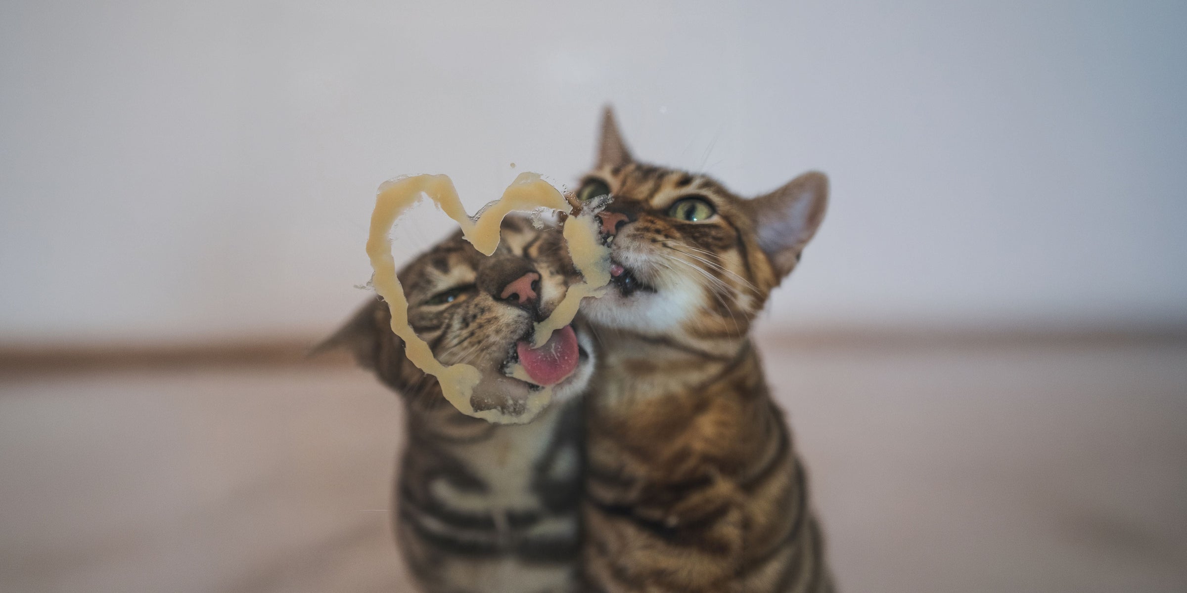 Snacks para gatos