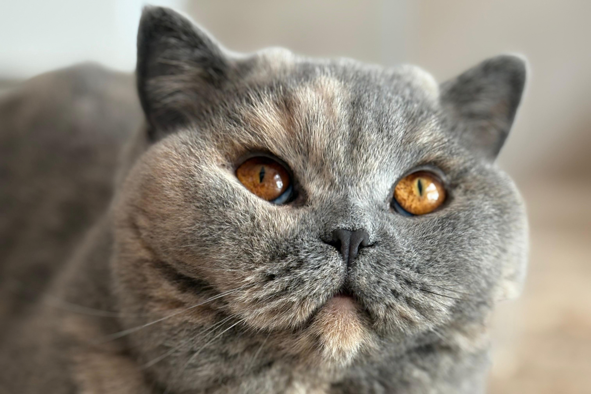 Alimentación para gatos