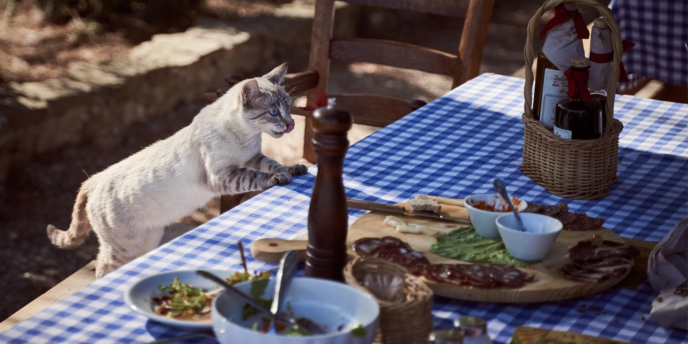 Comida seca para gatos