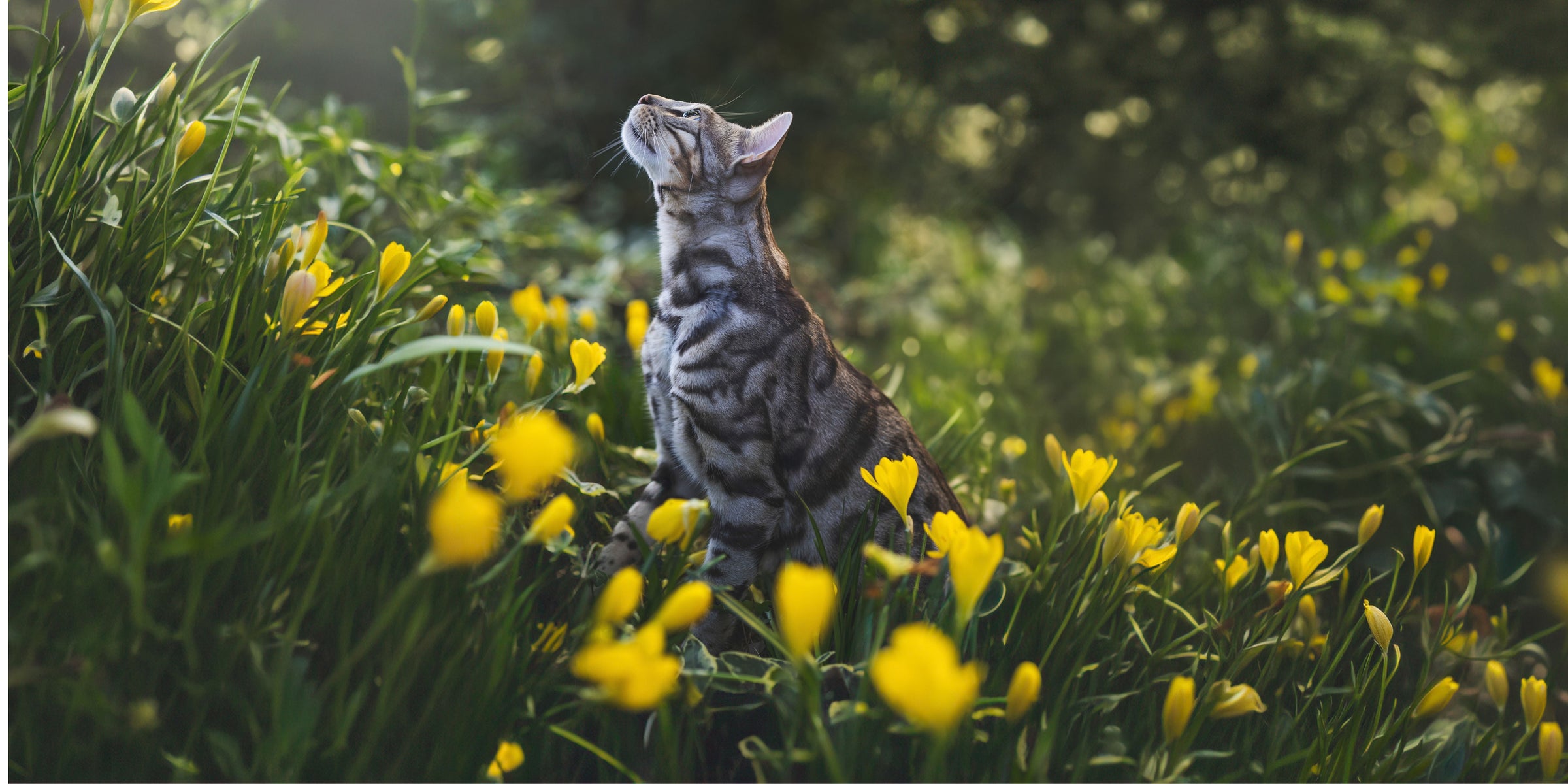 Higiene para gatos
