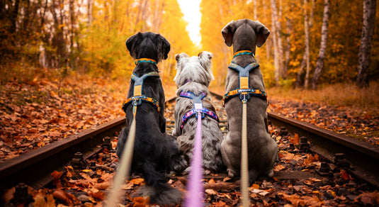 Correas para perros