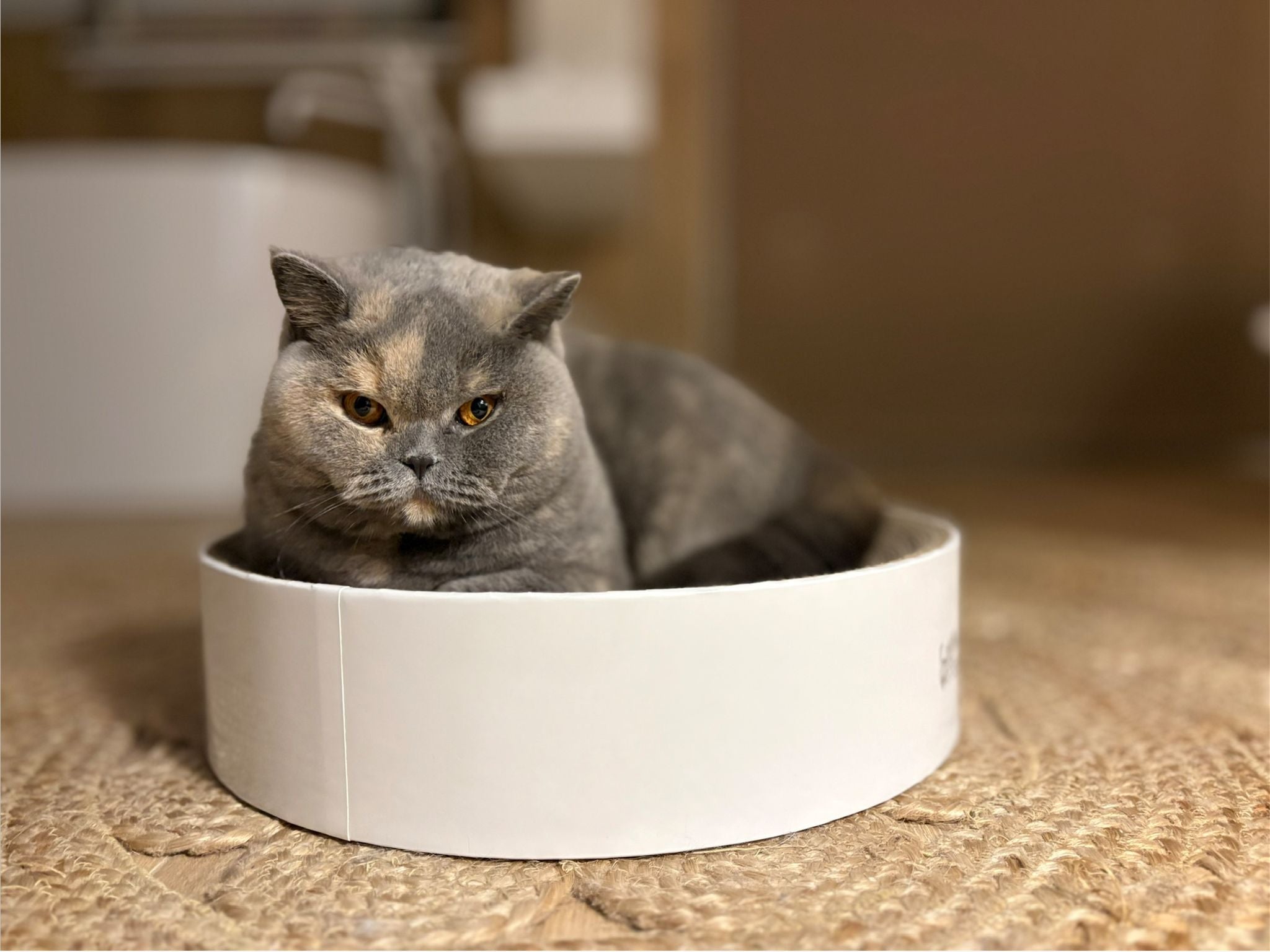 Descanso para gatos