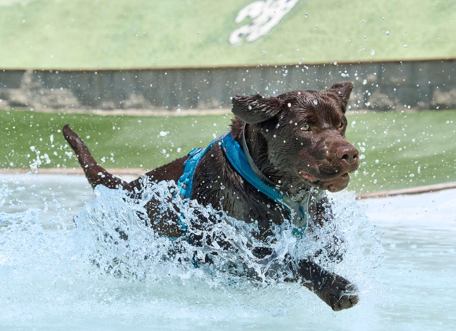 Juguetes acuáticos para perros