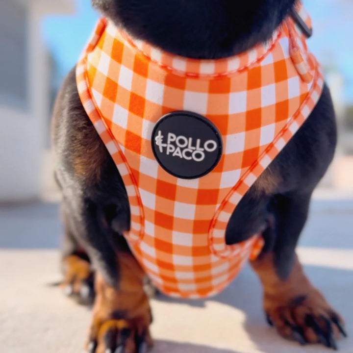 Teckel vistiendo arnés naranja de cuadros vichy para perro marca Pollo & Paco, diseño cómodo y ajustable, ideal para paseos diarios con estilo y seguridad