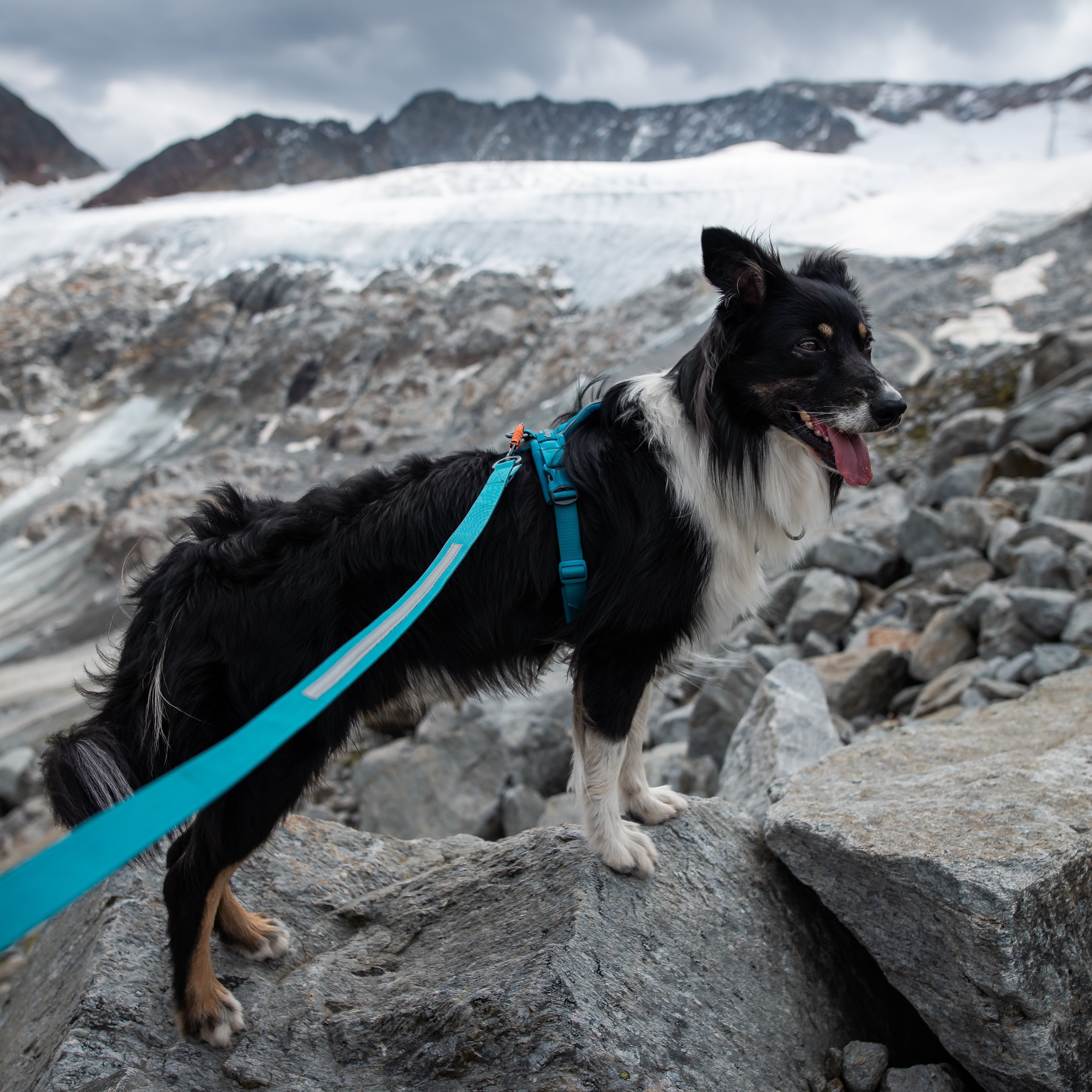 border collie de color blanco y negro posando en medio de un glaciar con el arnes color teal line 5.0 de nonstop dogwear