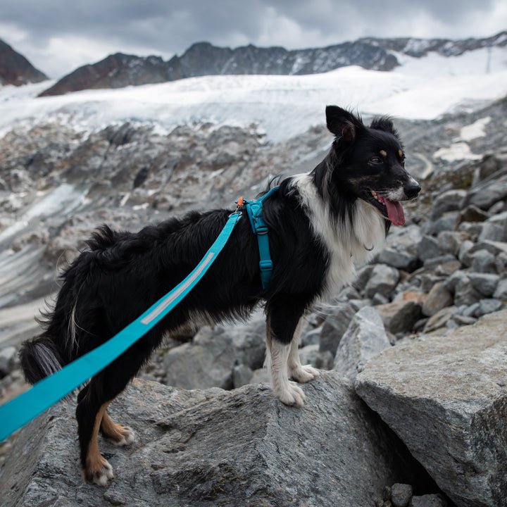 border collie de color blanco y negro posando en medio de un glaciar con el arnes color teal line 5.0 de nonstop dogwear