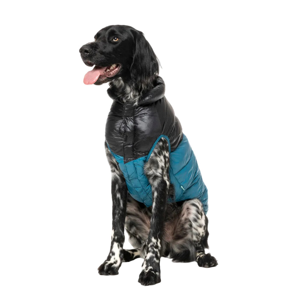 Perro setter visitendo chaqueta plumas modelo south harlem
