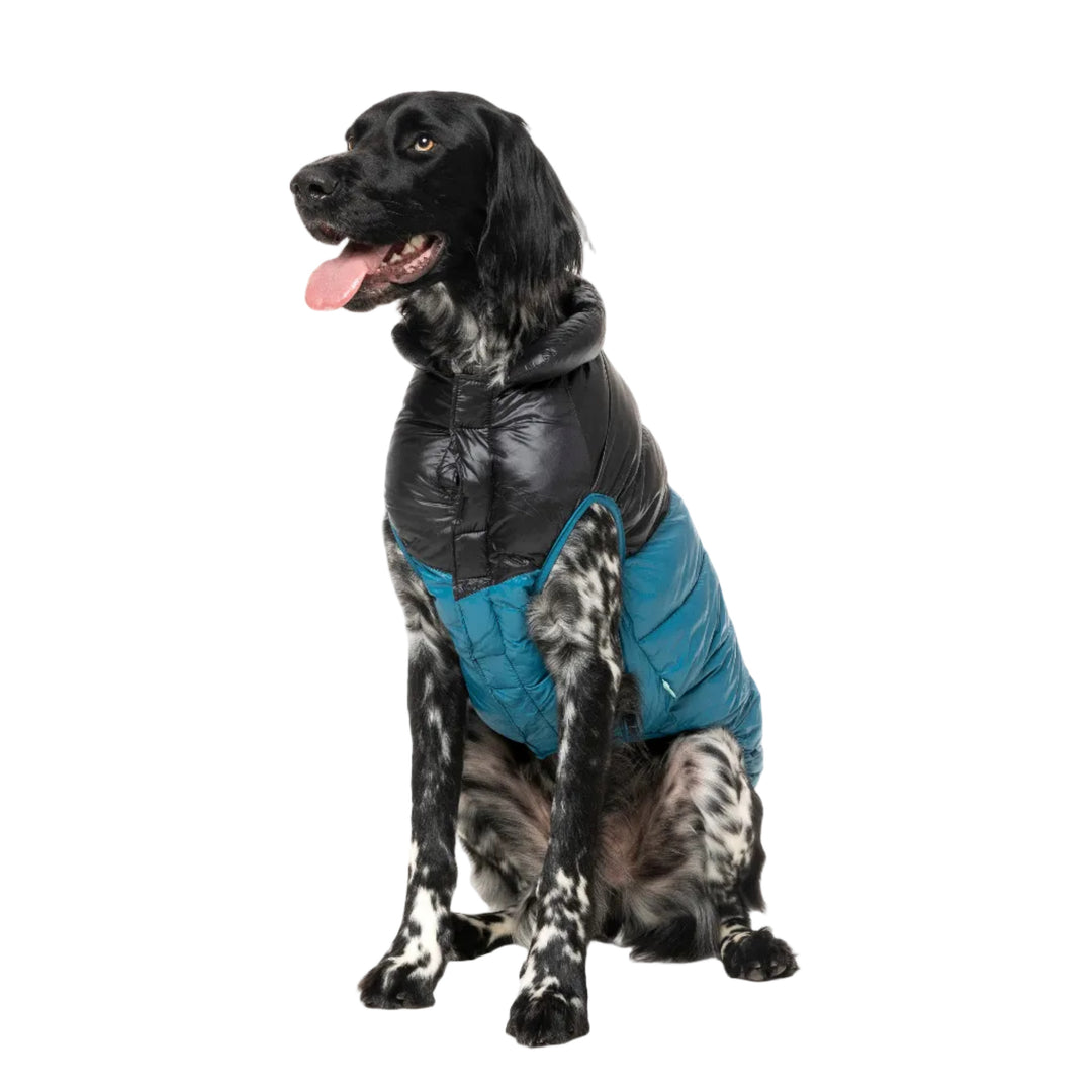 Perro setter visitendo chaqueta plumas modelo south harlem