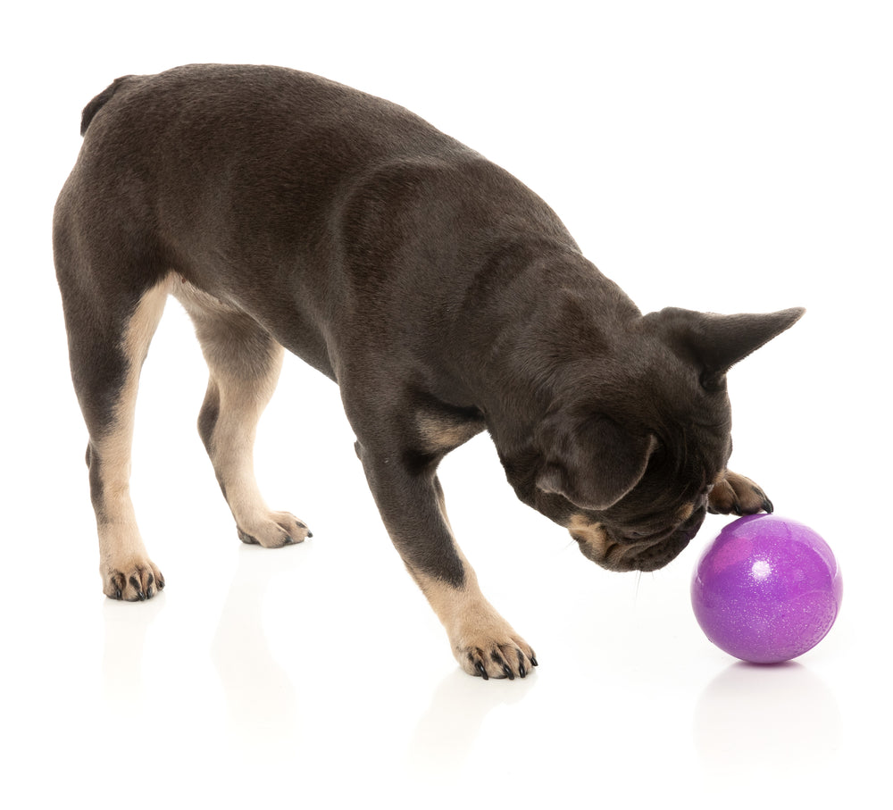 Perro pequeño interactuando con la pelota Truth Tellin’ FuzzYard para perros