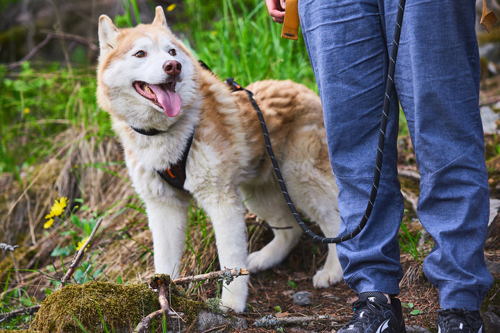 Rock Leash – Correa resistente inspirada en escalada de Non-stop Dogwear