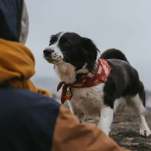 Orbiloc Dog Dual – Luz de seguridad