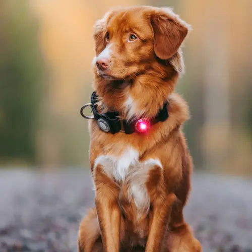 Orbiloc Dog Dual – Luz de seguridad