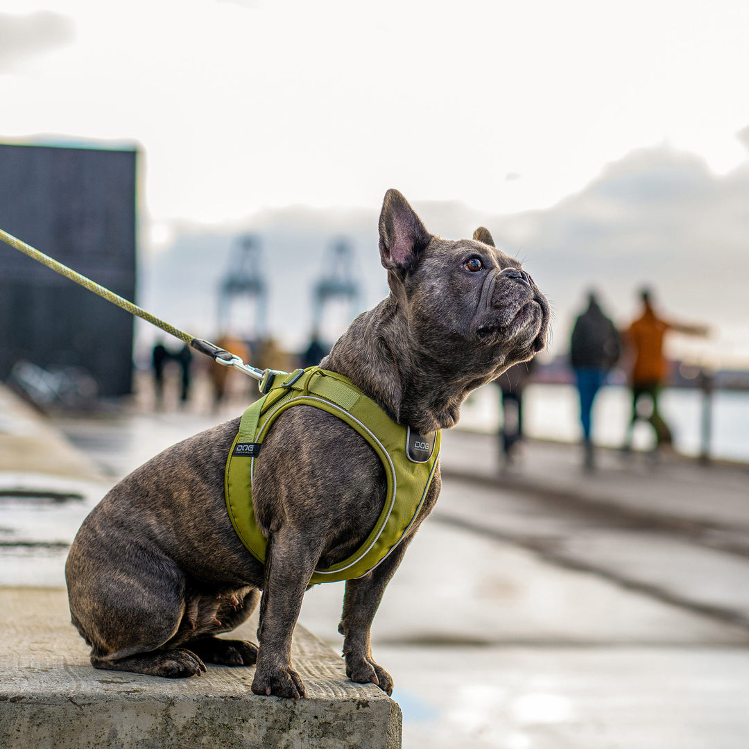 Comfort Walk Go™ Arnés de DOG Copenhagen