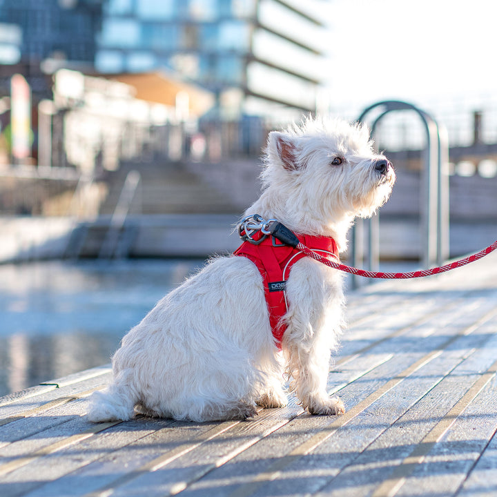 Comfort Walk Go™ Arnés de DOG Copenhagen