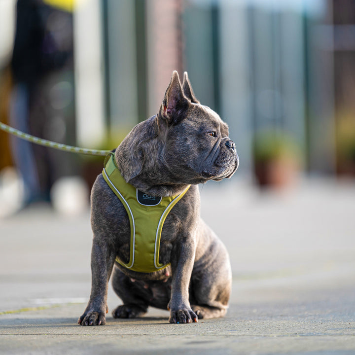 Comfort Walk Go™ Arnés de DOG Copenhagen