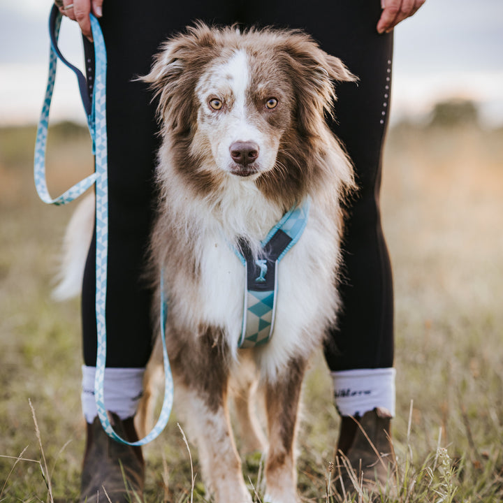 perro border collie usando arnès ice line clip 