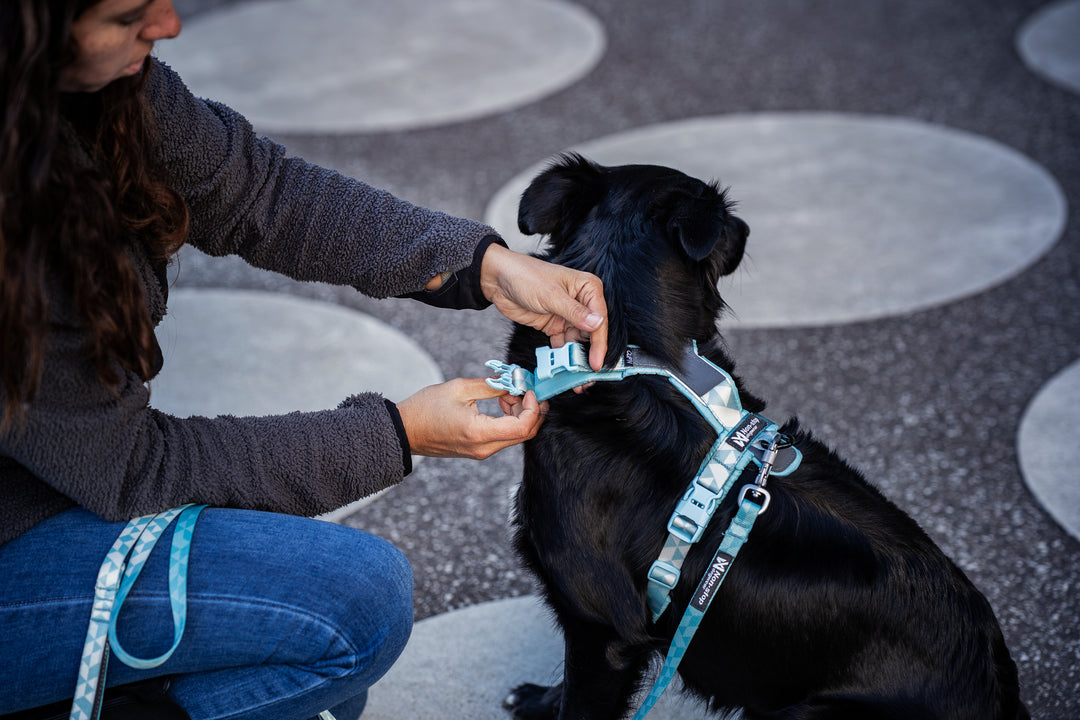 Trekking Line Harness Clip'n Ice Blue
