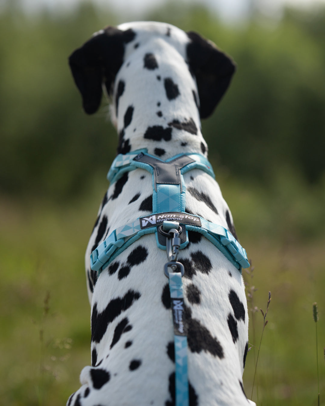 dalmata usando arnes clip n ice blue mirando algo al infinito y posando de espaldas