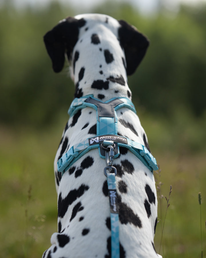 dalmata usando arnes clip n ice blue mirando algo al infinito y posando de espaldas