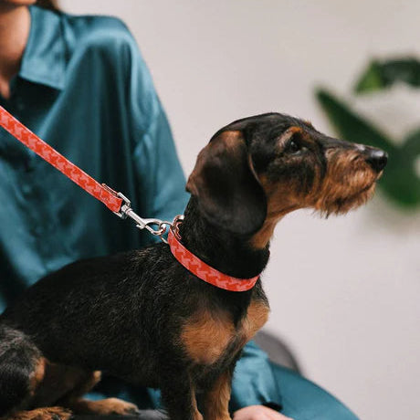 Perro teckel con collar y correa Brott Miralles en tonos rosa y rojo, estilo moderno y cómodo