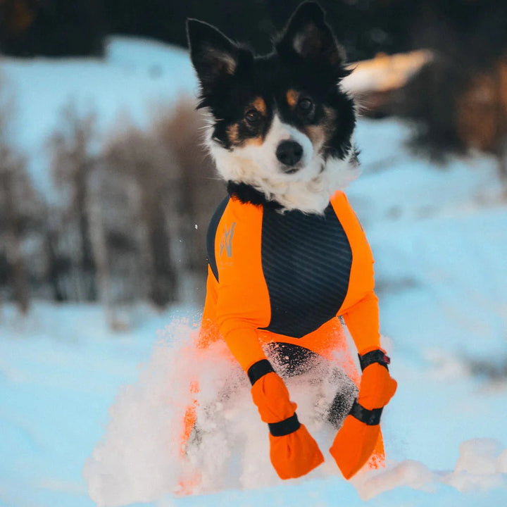 perro mediano en la nieve vistiendo los calcetines altos de non stop para protegerse de la nieve