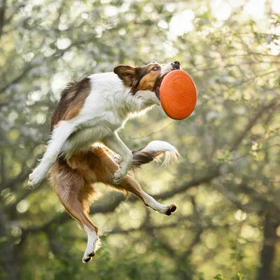 Non-stop Dogwear Dog Flying Disc – Disco volador