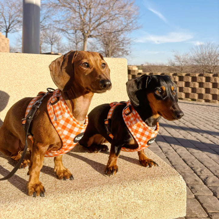 dos perros de la raza teckel mirando al infinito y usando un arnes vichy color naranja, ideal, còmodo y moderno. 