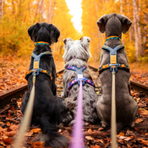 Tres perros equipados con el arnés Non-stop Dogwear Line Harness 5.0 Rachel Pohl disfrutan de un paseo entre hojas de otoño. Su diseño ergonómico y ajuste perfecto ofrecen comodidad y control en entornos naturales. Ideal para actividades al aire libre y aventuras con tu perro.