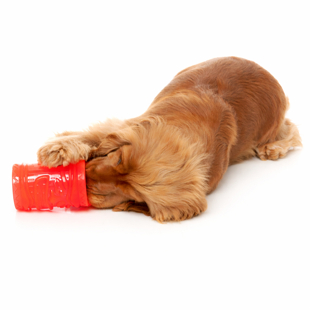 Perro jugando con el juguete congelable Pina Coolada Freeze de FuzzYard relleno de premios
