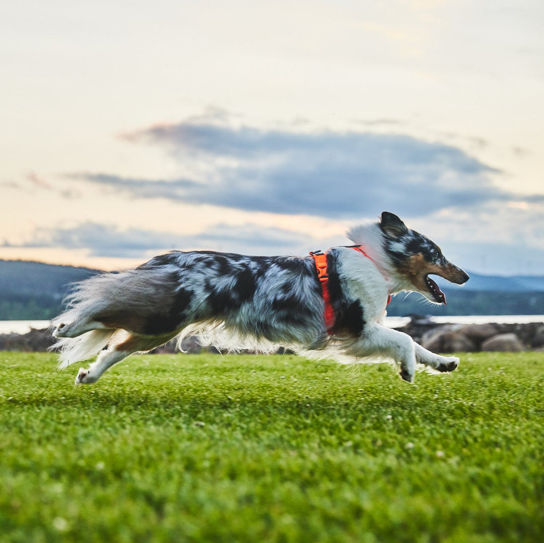 border collie corriendo por un campo verde con un cielo nublado, lleva un arnes de non stop dogwear Line 5.0