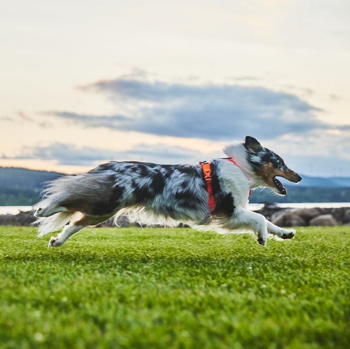 border collie corriendo por un campo verde con un cielo nublado, lleva un arnes de non stop dogwear Line 5.0