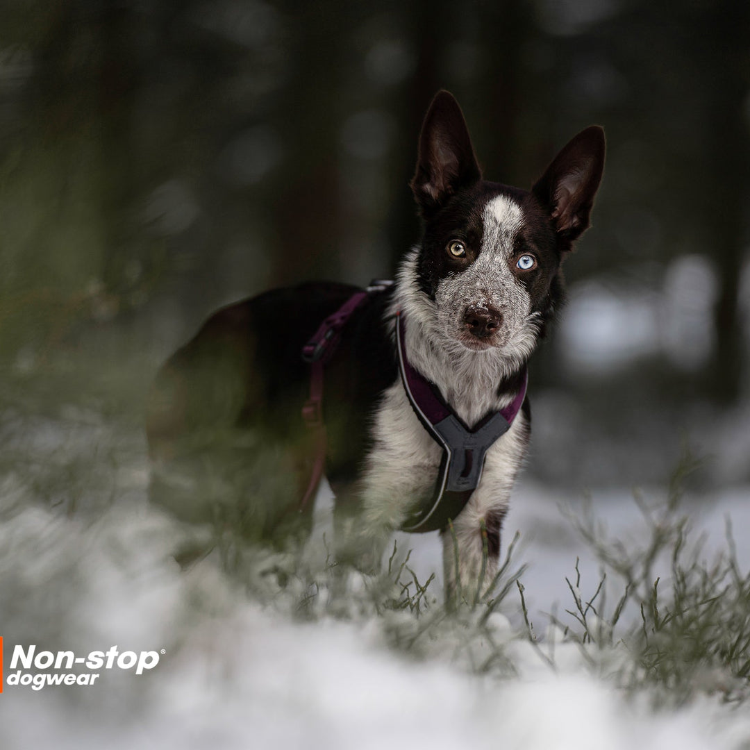perro con un ojo verdre y otro de color azul en medio de un bosque nevado usando un arnes line 5.0 de non-stop dogwear