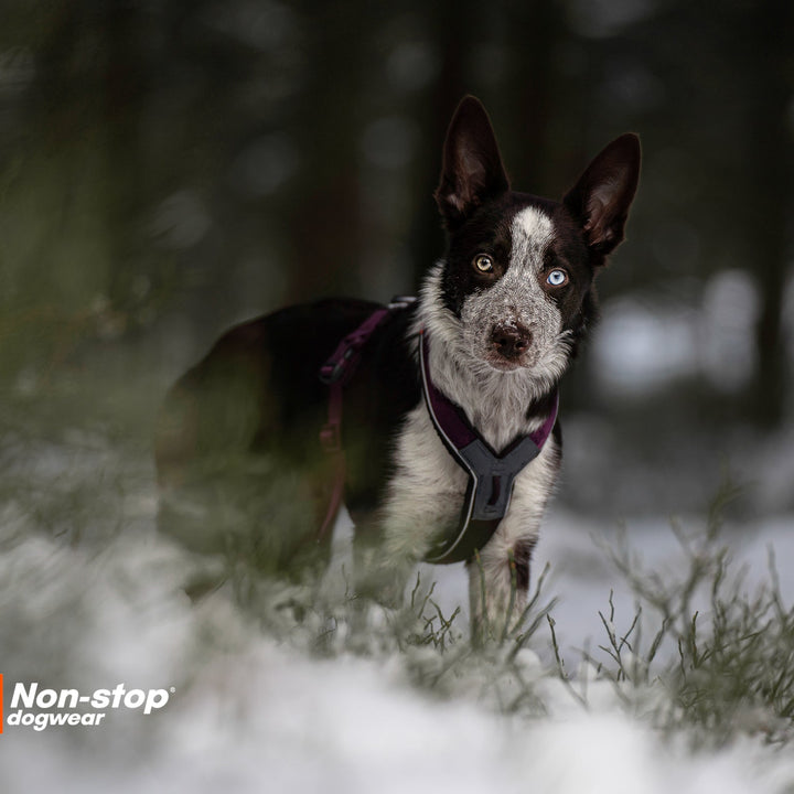 perro con un ojo verdre y otro de color azul en medio de un bosque nevado usando un arnes line 5.0 de non-stop dogwear