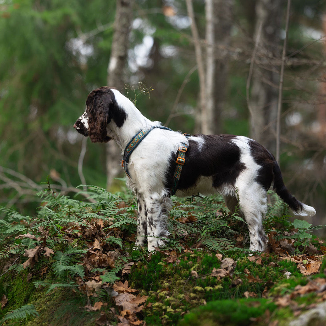 Perro explorando el bosque con el arnés Non-stop Dogwear Line Harness 5.0 Rachel Pohl Teal Oak. Su estructura ergonómica permite libertad de movimiento y evita rozaduras. Un diseño técnico inspirado en la naturaleza, perfecto para caminatas y actividades outdoor.