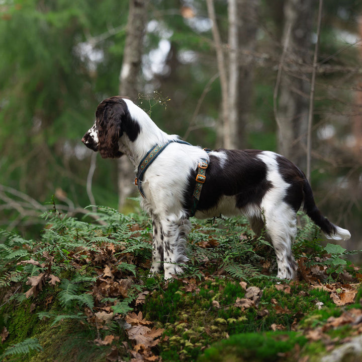 Perro explorando el bosque con el arnés Non-stop Dogwear Line Harness 5.0 Rachel Pohl Teal Oak. Su estructura ergonómica permite libertad de movimiento y evita rozaduras. Un diseño técnico inspirado en la naturaleza, perfecto para caminatas y actividades outdoor.