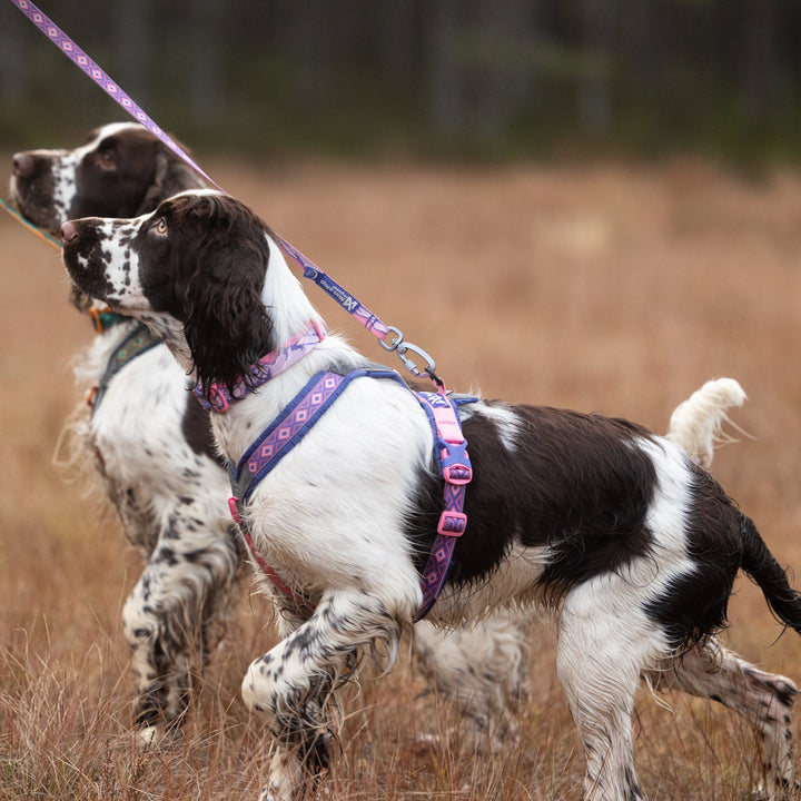 Dos perros con el arnés Non-stop Dogwear Line Harness 5.0 Rachel Pohl Purple Pink durante un paseo. Su diseño colorido y funcional asegura un ajuste cómodo y seguro. Ideal para dueños que buscan estilo y rendimiento en cada aventura.