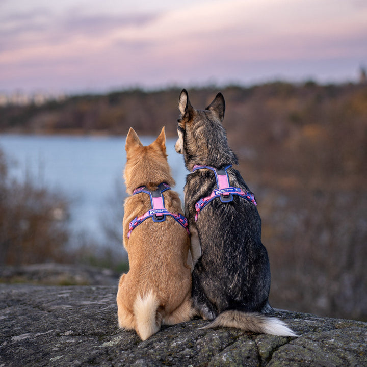Dos perros observando el atardecer junto al agua con el arnés Non-stop Dogwear Line Harness 5.0 Rachel Pohl. Refleja libertad, comodidad y unión entre perro y humano. Un diseño ergonómico pensado para resistir cualquier aventura.