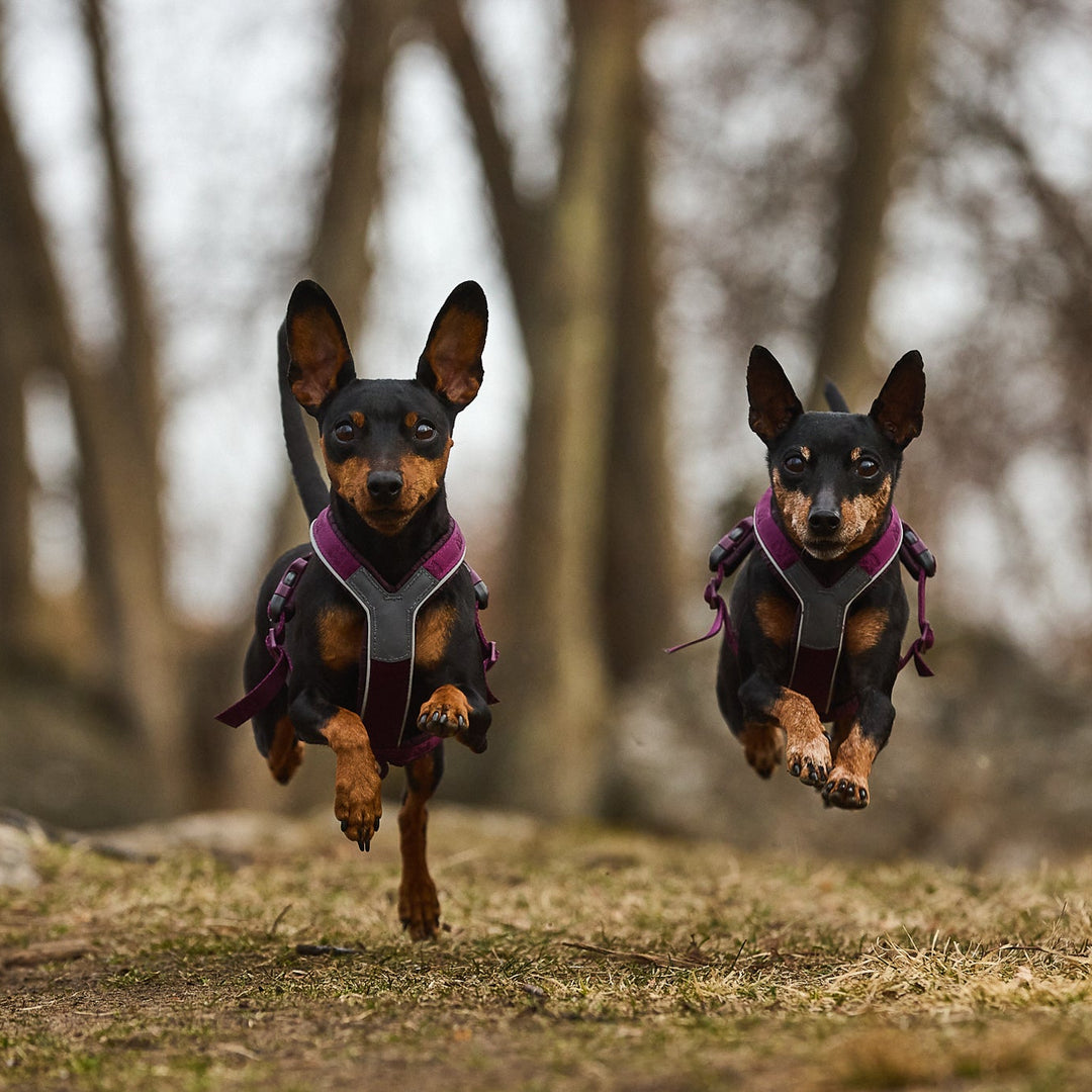 dos mini pinchers corriendo y saltando de forma sincronizada en medio de un bosqque, los dos usan un arnes line 5.0 de non-stop dogwear. 