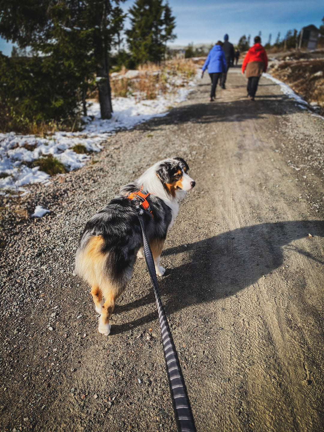Touring Bungee de Non-stop Dogwear – Correa elástica