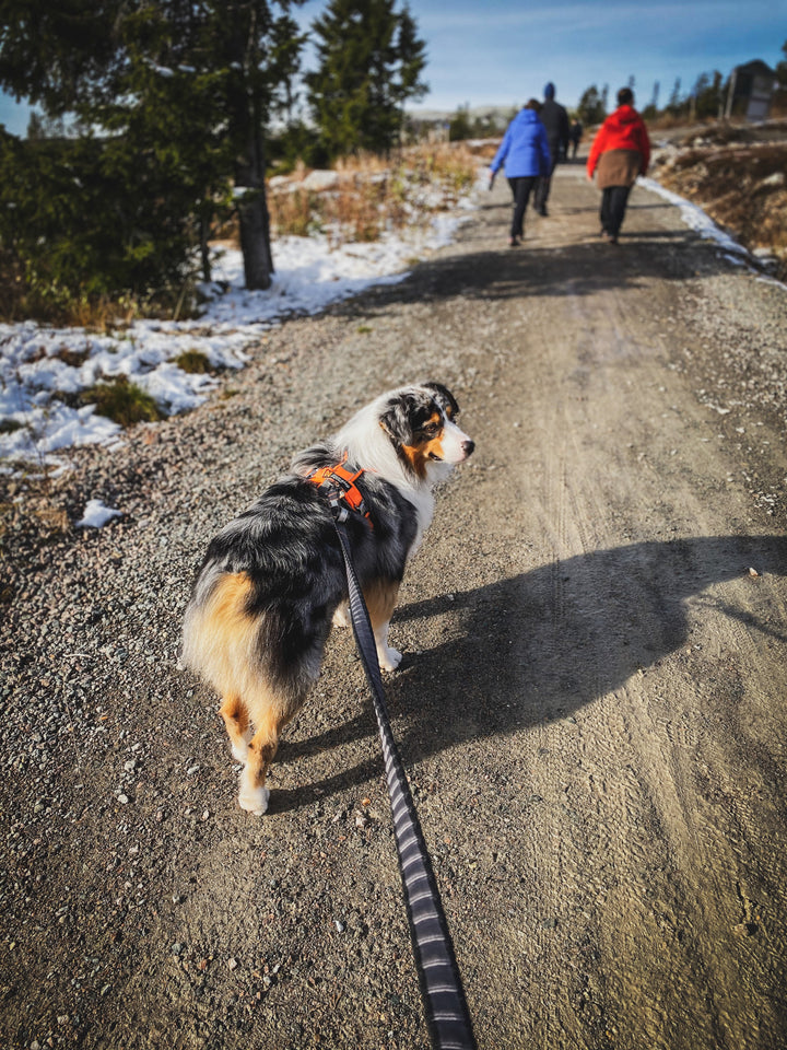 Touring Bungee de Non-stop Dogwear – Correa elástica