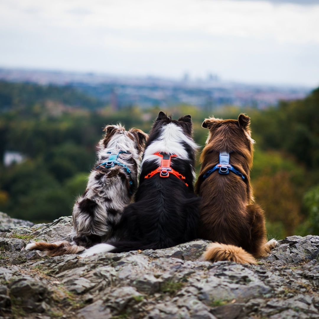 tres border collies mirando infinito usando arnés Line 5.0 de nonstop dog wear